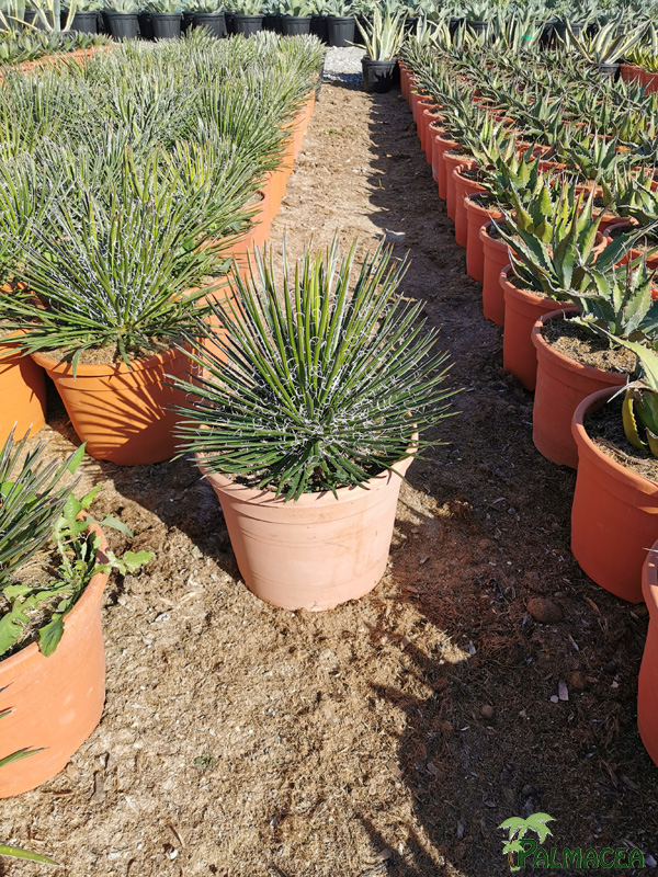 RP 8498 Agave geminiflora 10L