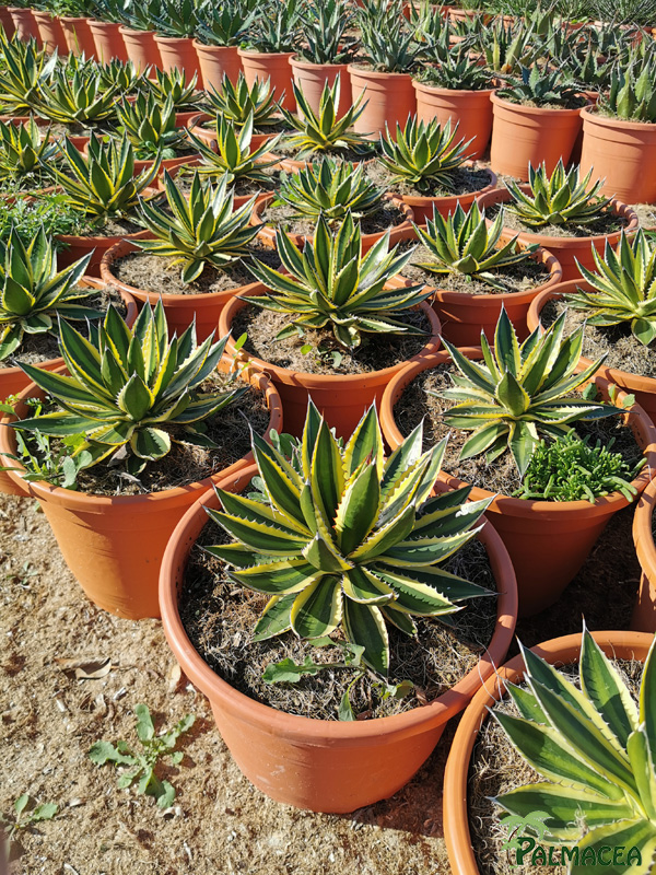 RP 8502 Agave lophanta Quadricolor 10L