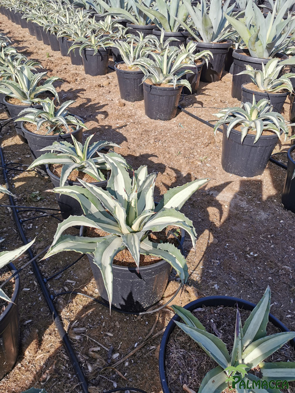 RP 8505 Agave mediopicta alba 10L
