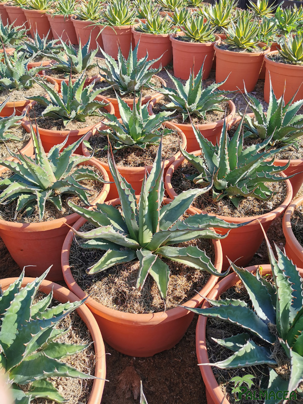 RP 8507 Agave montana 10L