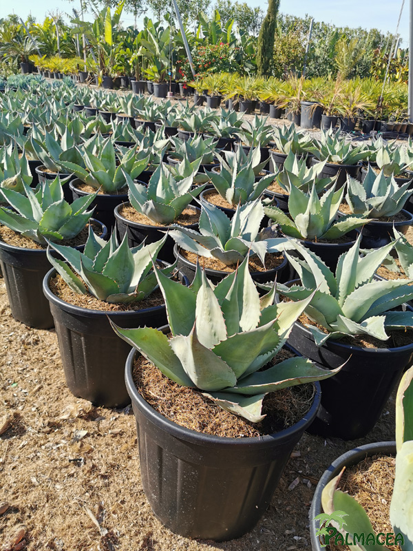 RP 8510 Agave ovatifolia 15L