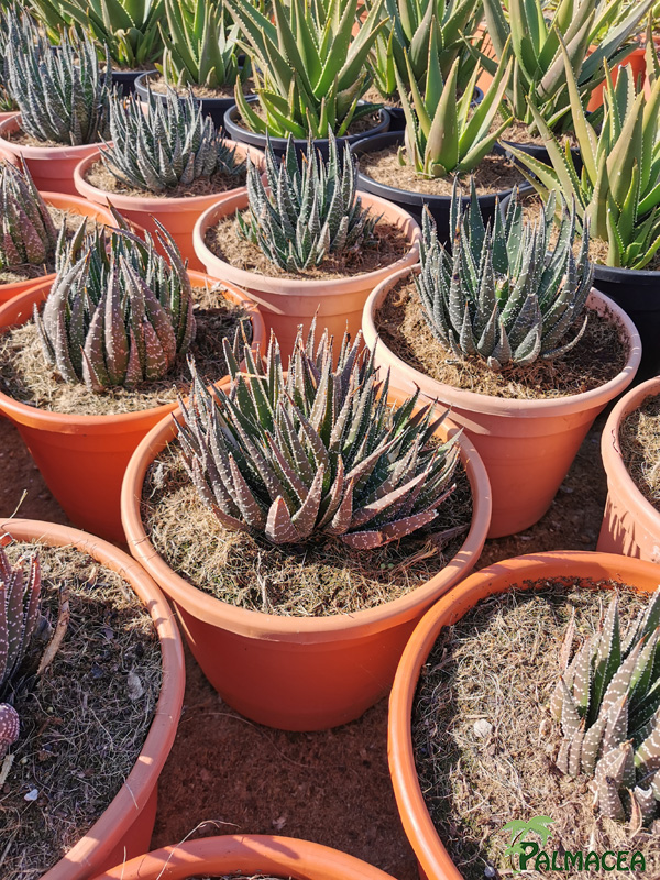 RP 8517 Aloe aristata 10L