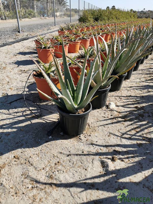 RP 8518 Aloe vera 5L