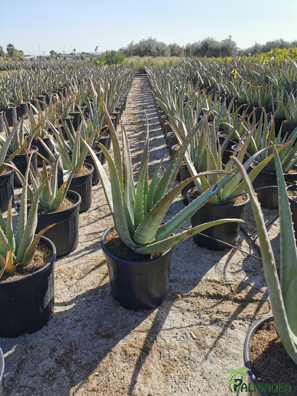 RP 8519 Aloe vera 10L
