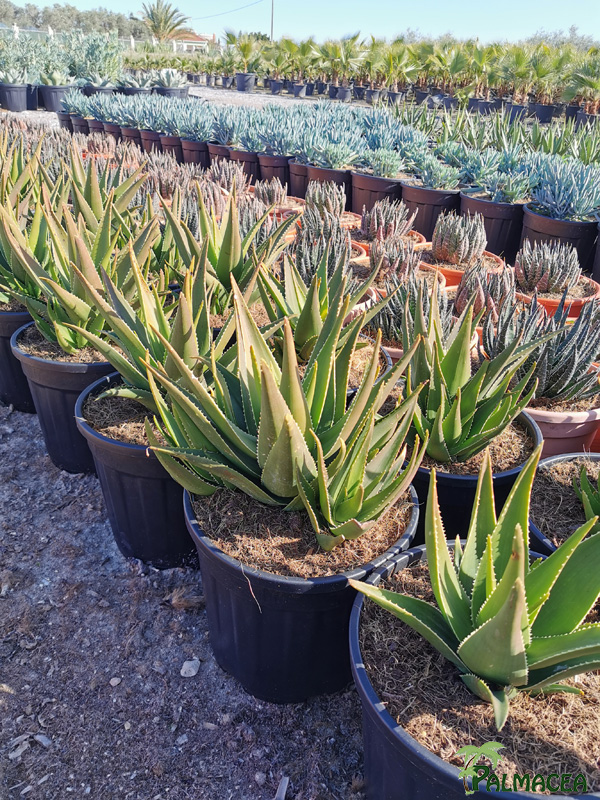 RP 8522 Aloe brevifolia 10L