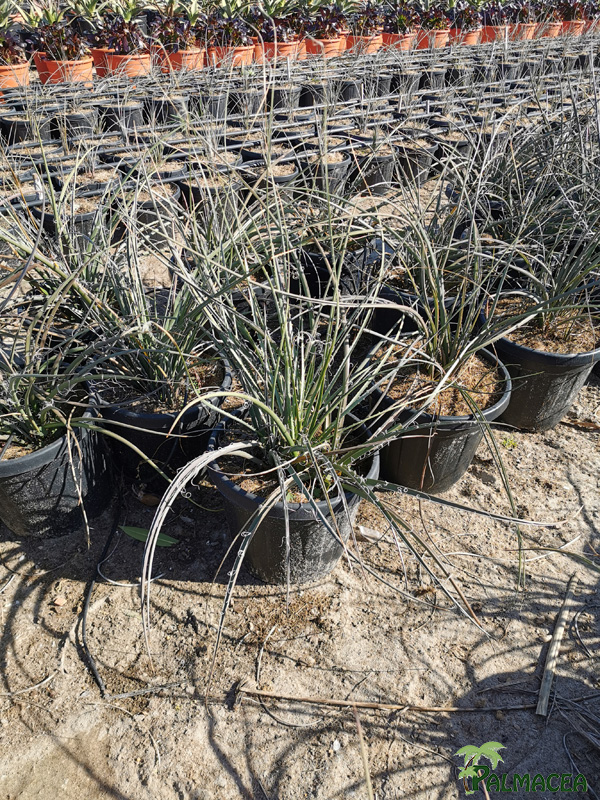 RP 8540 Hesperaloe parviflora 9L