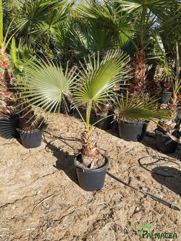 RP 8737 Washingtonia robusta 30L stipe 30/40T