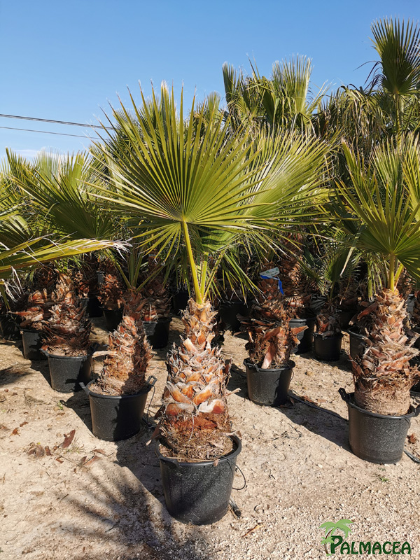 RP 8741 Washingtonia robusta 50L 70/90T