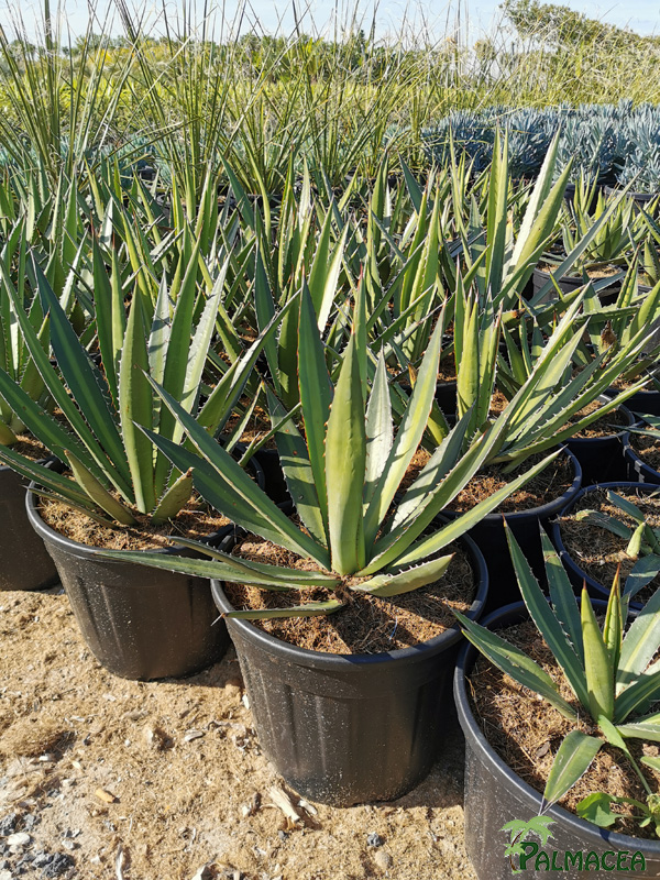 RP 8748 Agave univittata 10L
