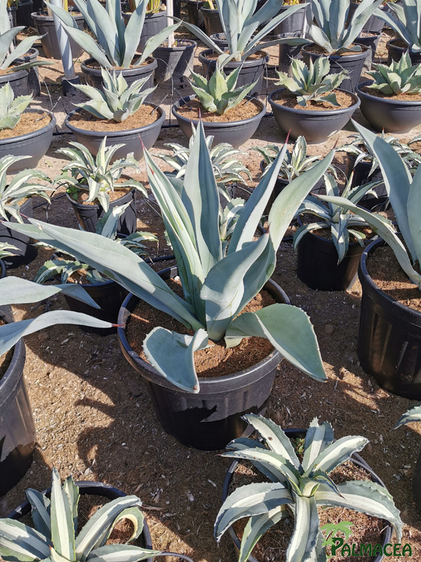RP 8790 Agave vernae 30L