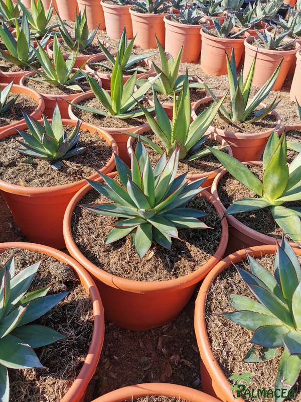 RP 8846 Agave shaka zulu 10L