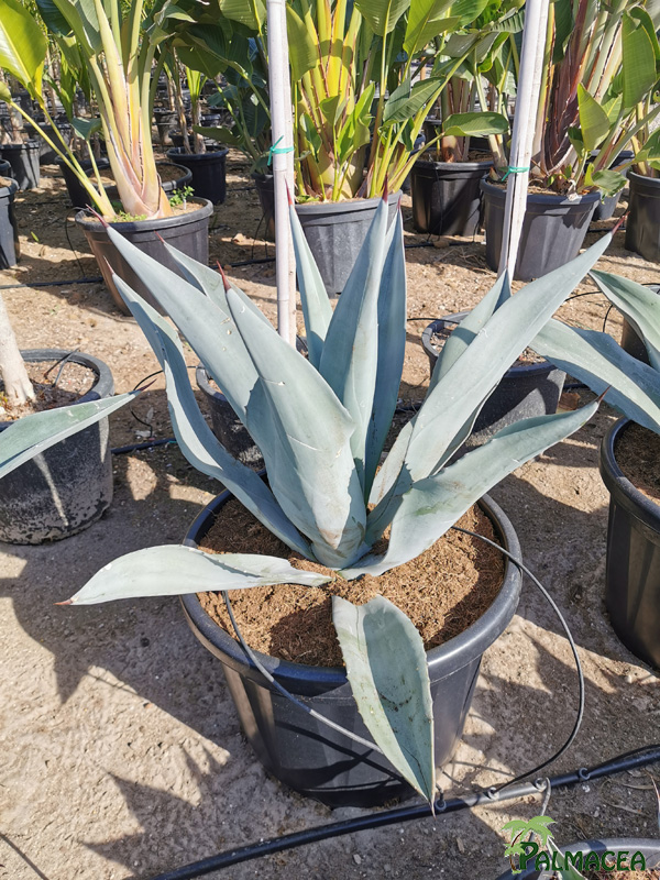 RP 8903 Agave vernae 45L
