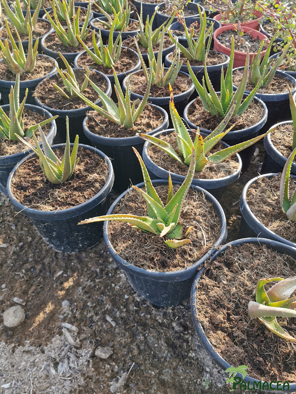 RP 8912 Aloe delaetii 15L