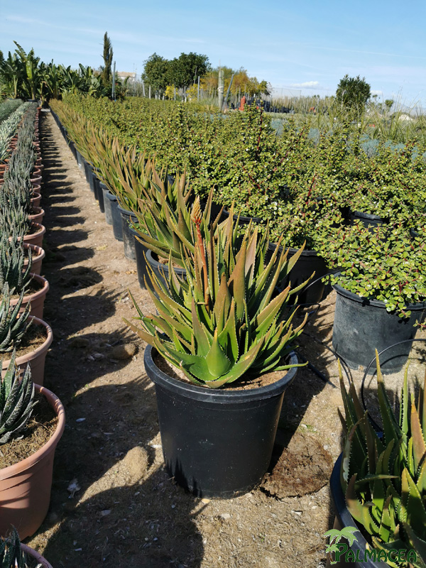 RP 8912 Aloe delaetii 15L