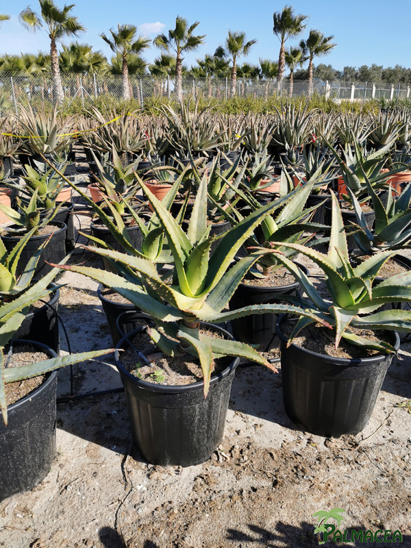 RP 8918 Aloe marlothii bainesi 15L