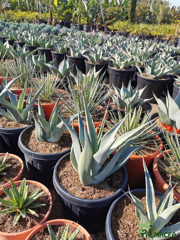 RP 8919 Agave deserti 10L