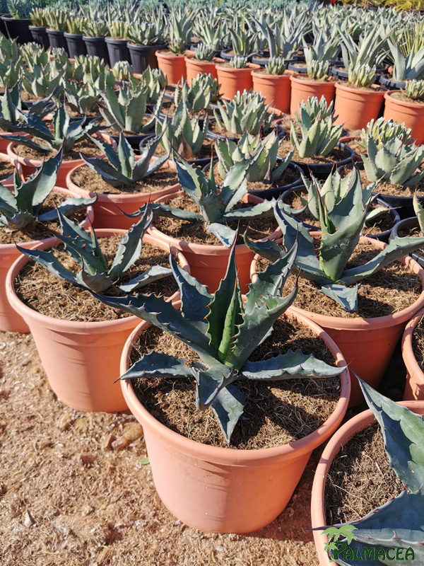 RP 8920 Agave ferox 10L