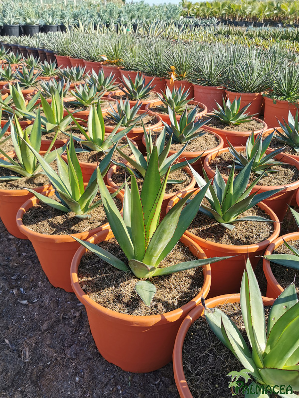 RP 8921 Agave lechuguilla 10L