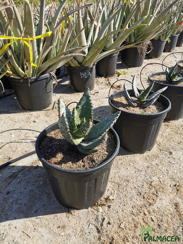 RP 8922 Aloe marlothii 15L