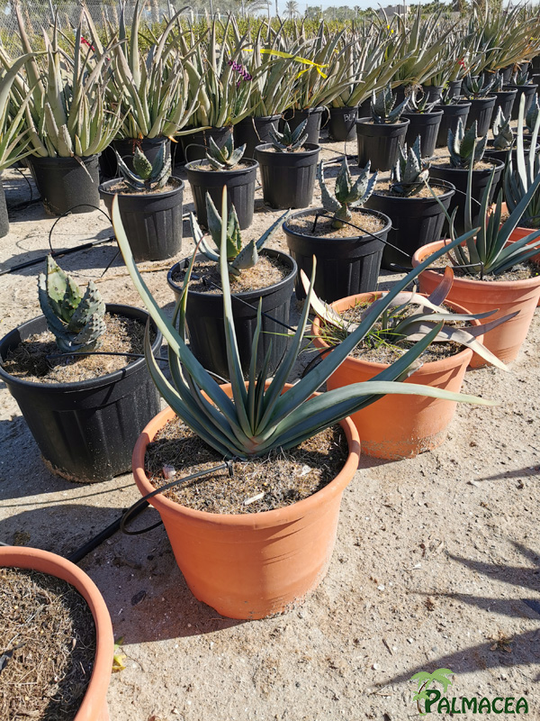 RP 8923 Aloe plicatilis 15L