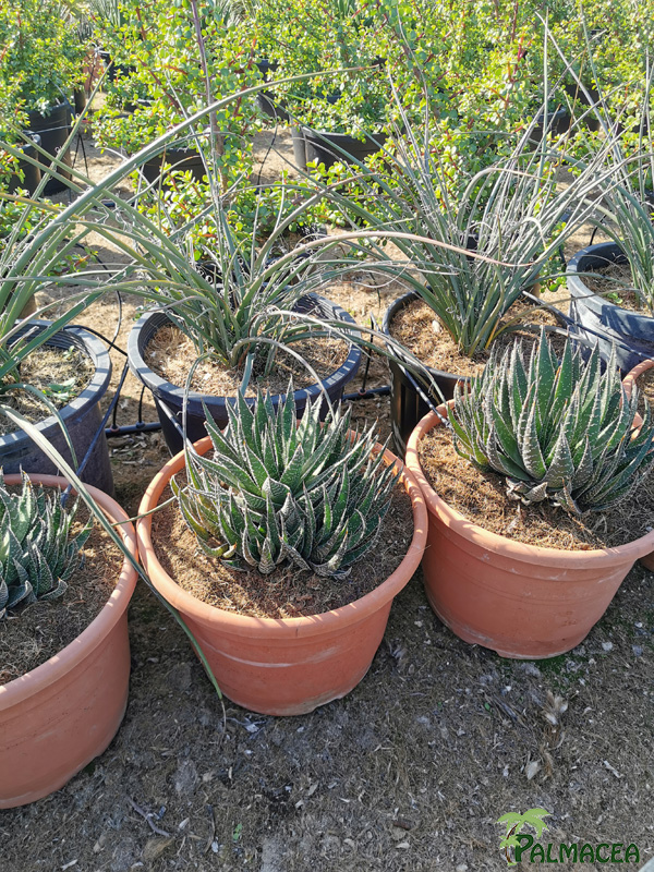 RP 8926 Aloe aristata 15L