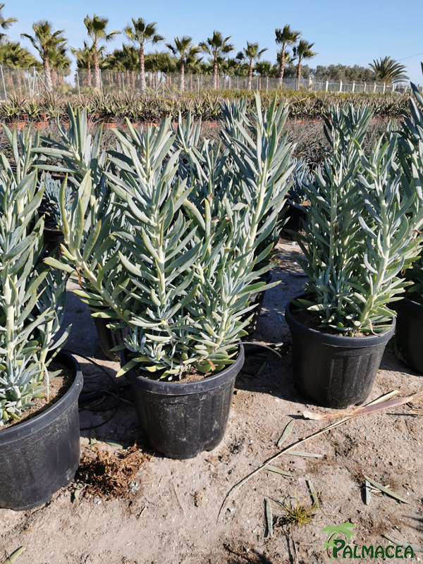 RP 8927 Senecio mandraliscae 15L