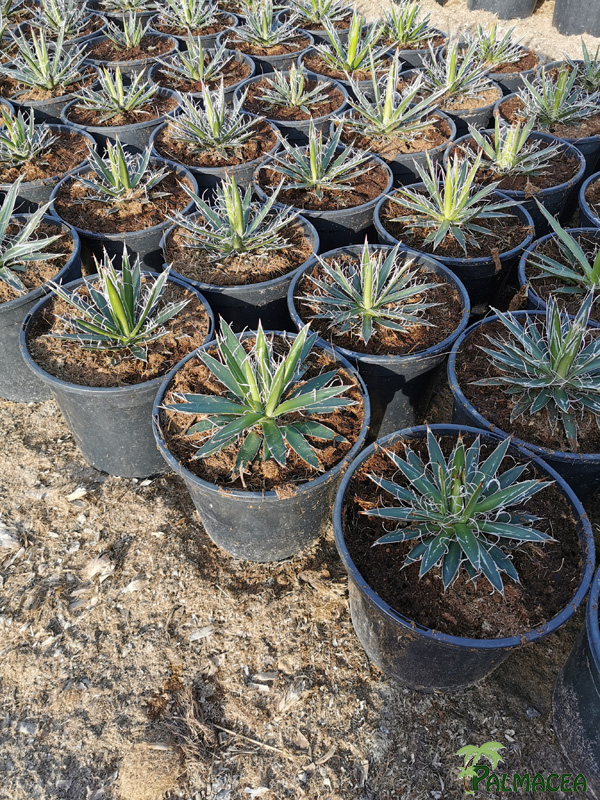 RP 8930 Agave filifera 10L