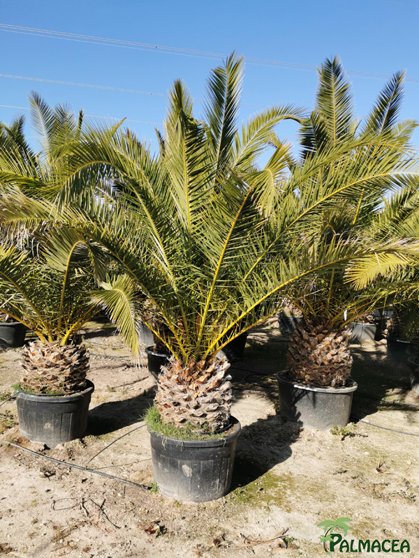 VV 3061 Phoenix canariensis 180L 40/50T
