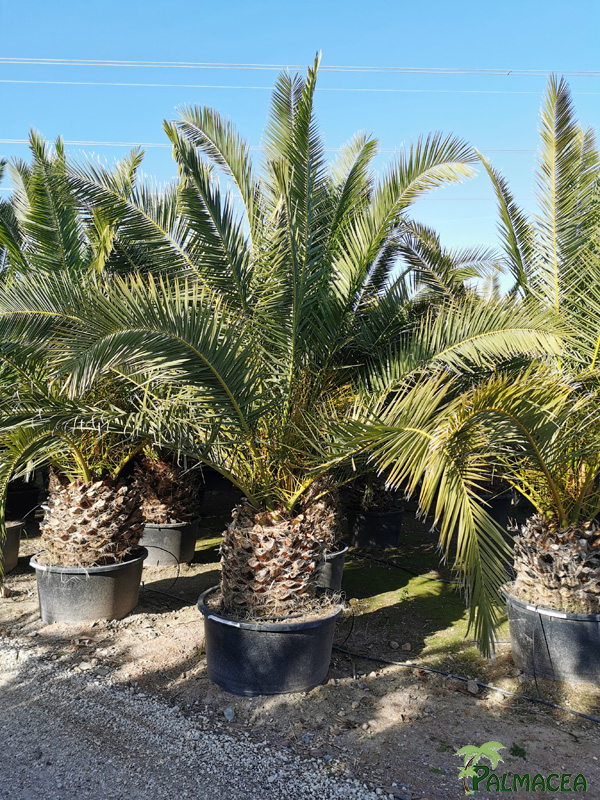 VV 3063 Phoenix canariensis 180L 60/70T