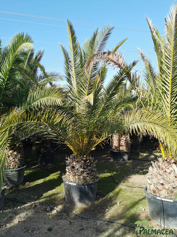 VV 3475 Phoenix canariensis 180/230L 50/60T