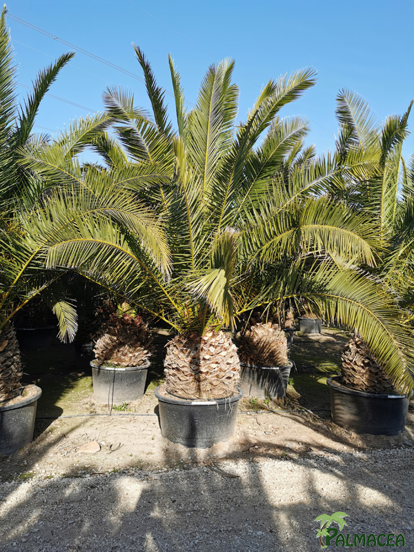 VV 3476 Phoenix canariensis 230L 70/80T