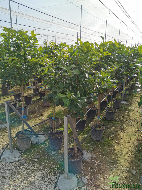 VV 6399 Citrus limon 10L 1/2 tige