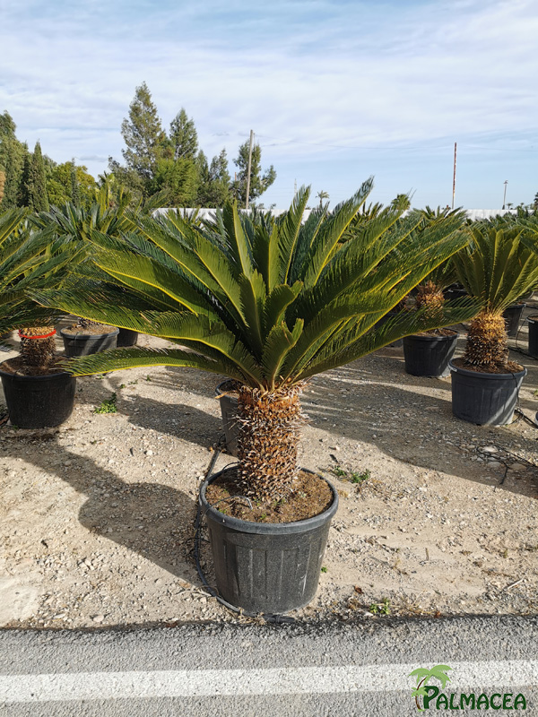 VV 6452 Cycas revoluta 55/65L 50/60T