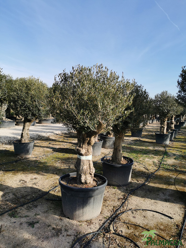 VV 7684 Olea europaea 180L provincial aguadulce 60/80P