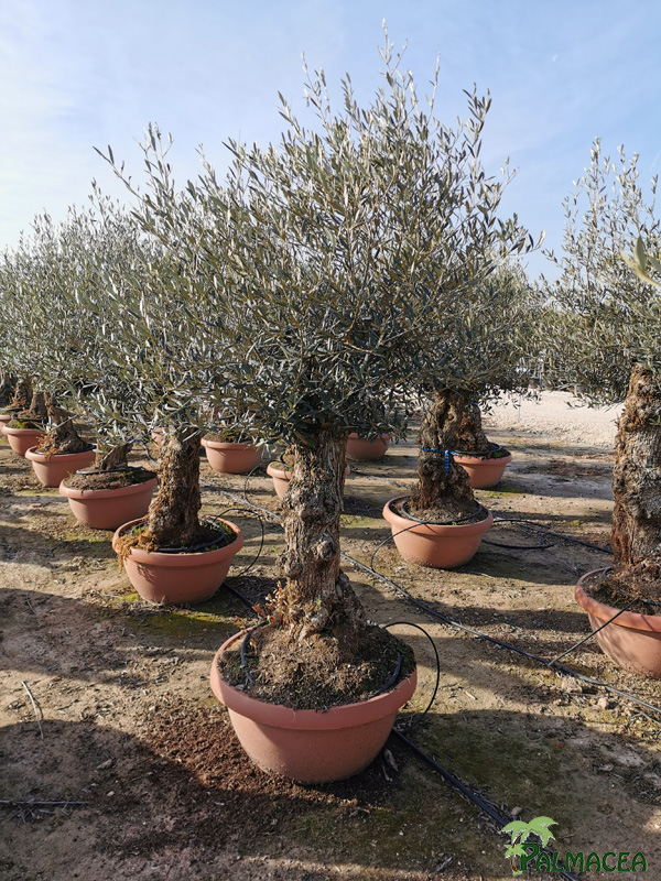 VV 7685 Olea europaea coupe bonsai terra cotta D70 bonsai 40/80P