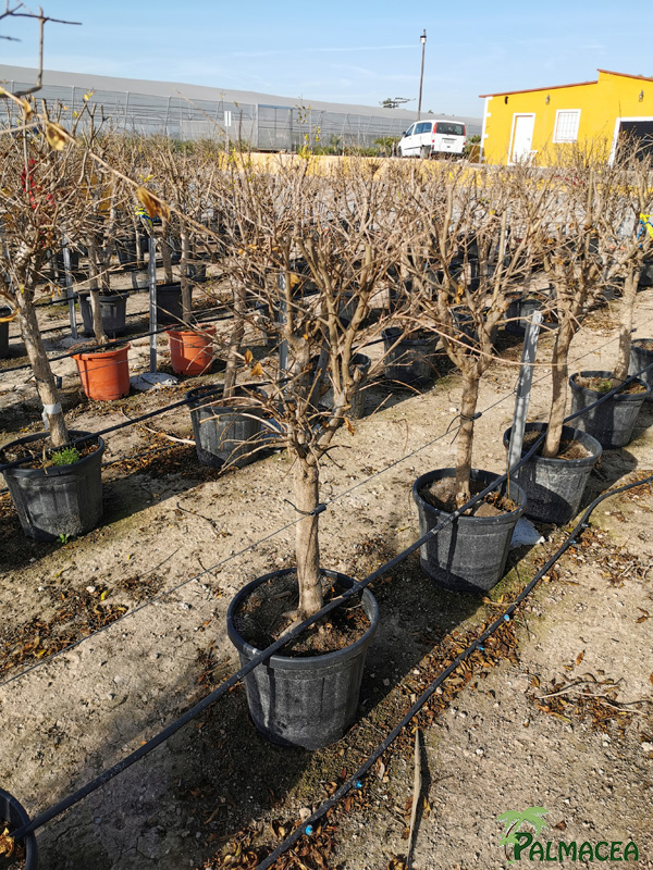 VV 7691 Punica granatum 15/25L 1/4 tige