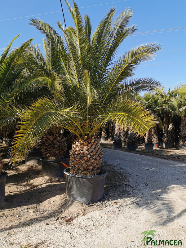 VV 7781 Phoenix canariensis 230L 80/90T