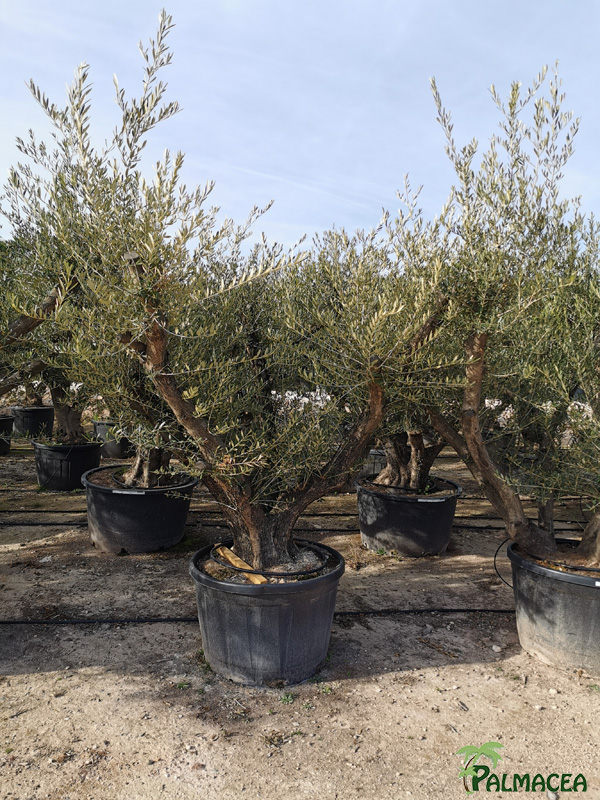 VV 8388 Olea europaea 285L candelabro