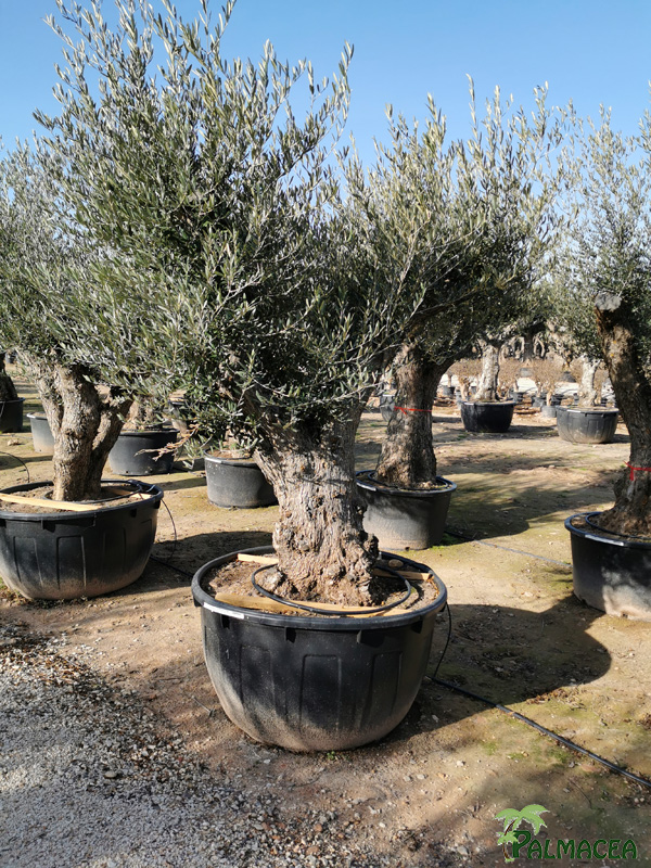 VV 8426 Olea europaea 500L provincial vieille ecorce ramificado 100/120P