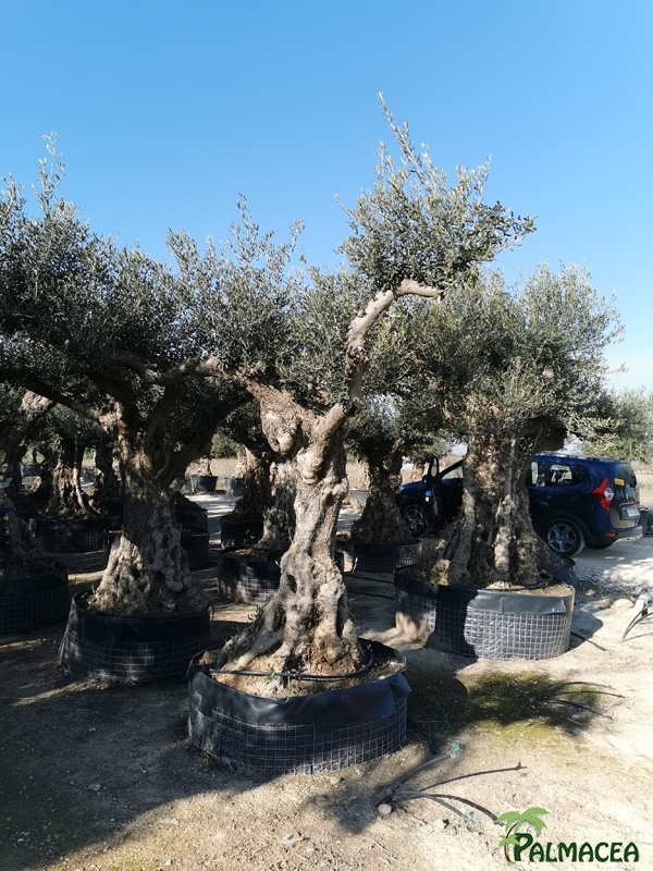 VV 8757 Olea europaea malla provincial malla S