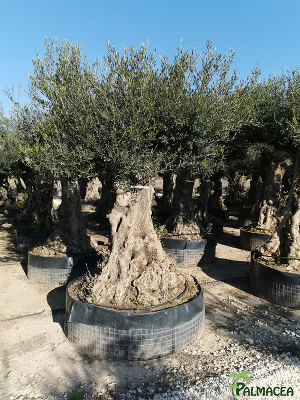 VV 8758 Olea europaea malla provincial malla M