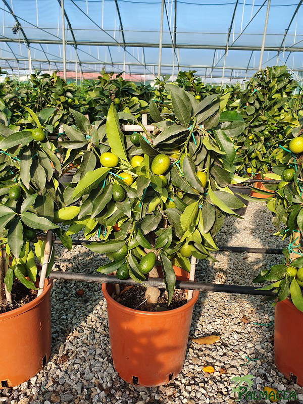 AG 199 Citrus kumquat 3L spalliera