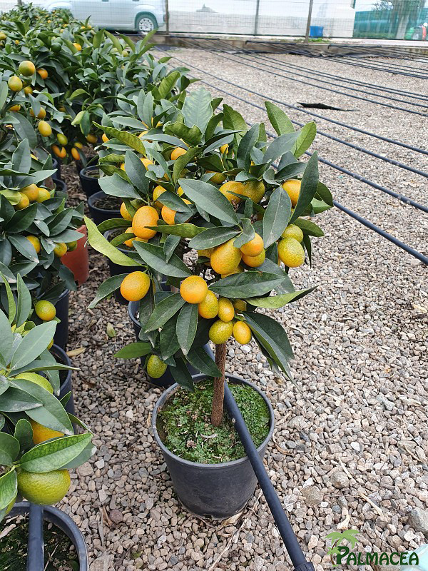AG 205 CItrus Kumquat 3L cespuglio