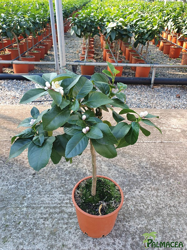 AG 206 Citrus limon 3L cespuglio