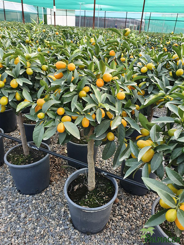 AG 213 Citrus kumquat 5L cespuglio