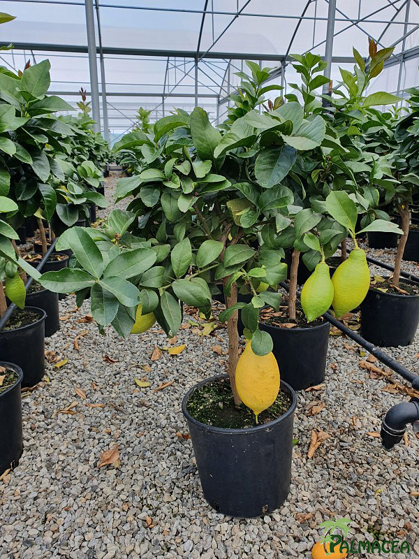 AG 214 Citrus limon 5L cespuglio