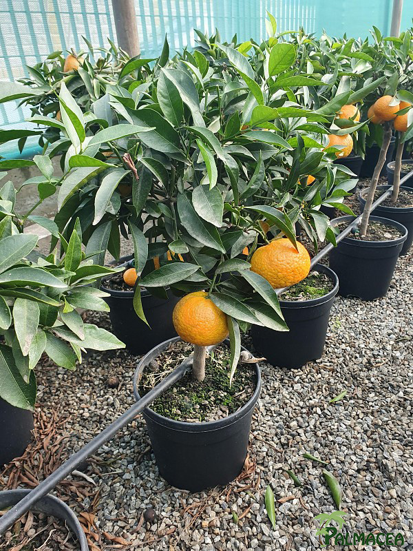 AG 216 Citrus mandarine 5L cespuglio