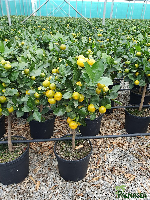 AG 217 Citrus mitis 5L cespuglio