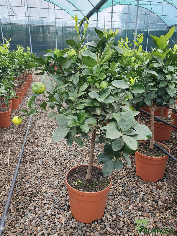 AG 218 Citrus purscha 5L cespuglio