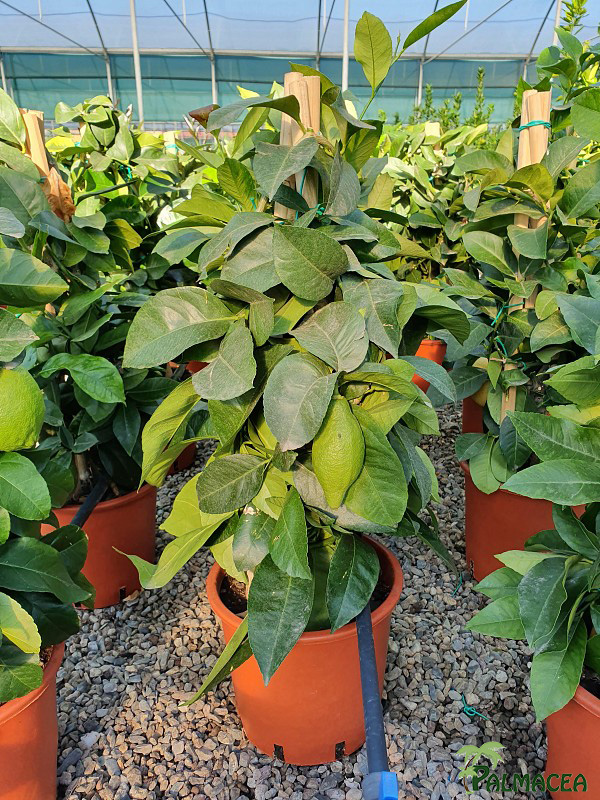 AG 226 Citrus limon 5L pyramide